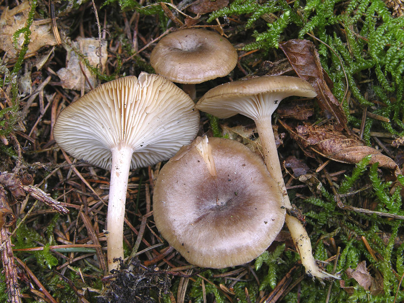 Qualche segno di vita....